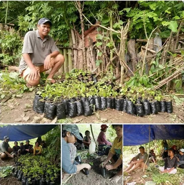 Agroforestry program planting site in South Buton