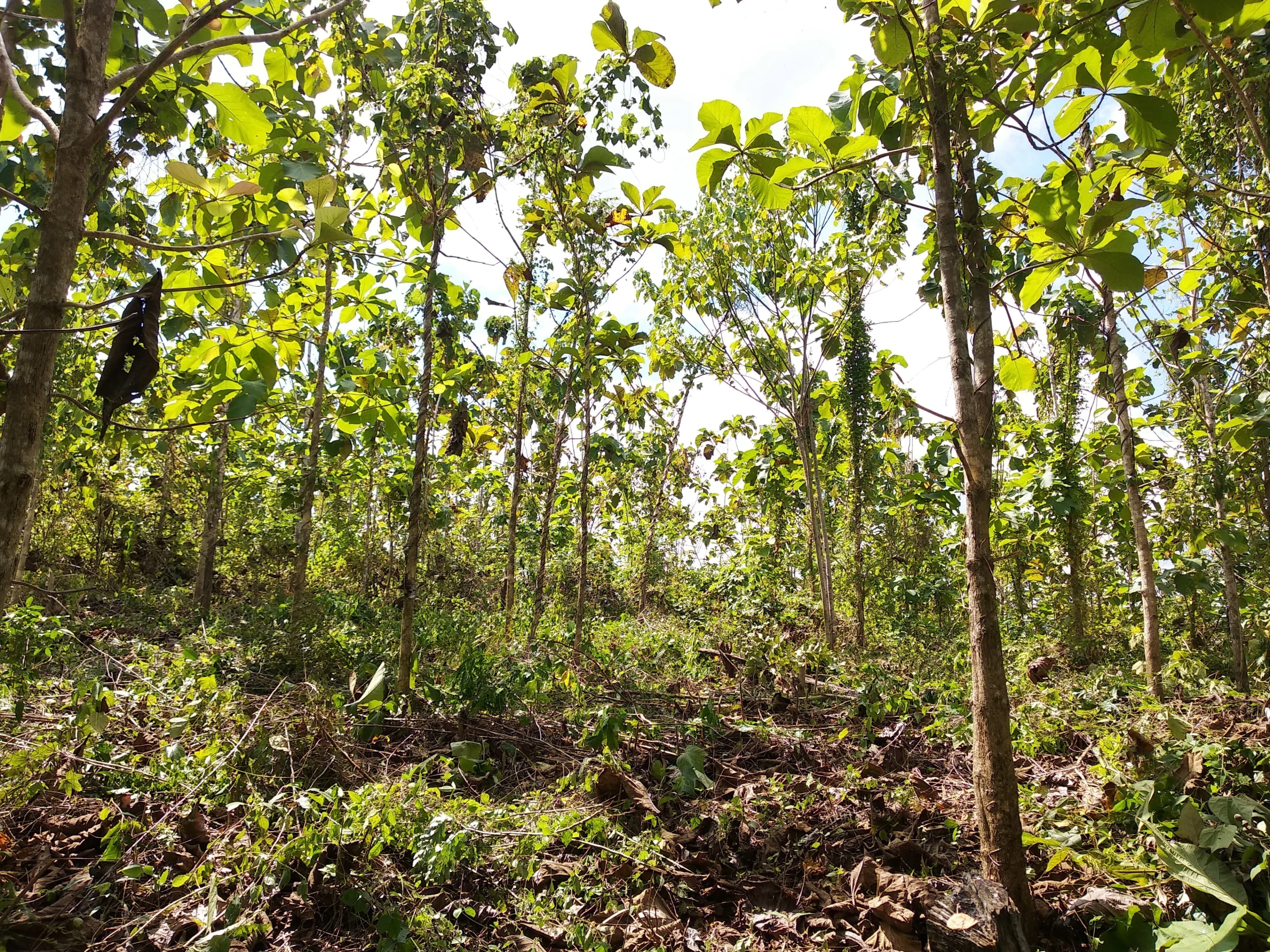 Lakamali Foundation environmental conservation activities