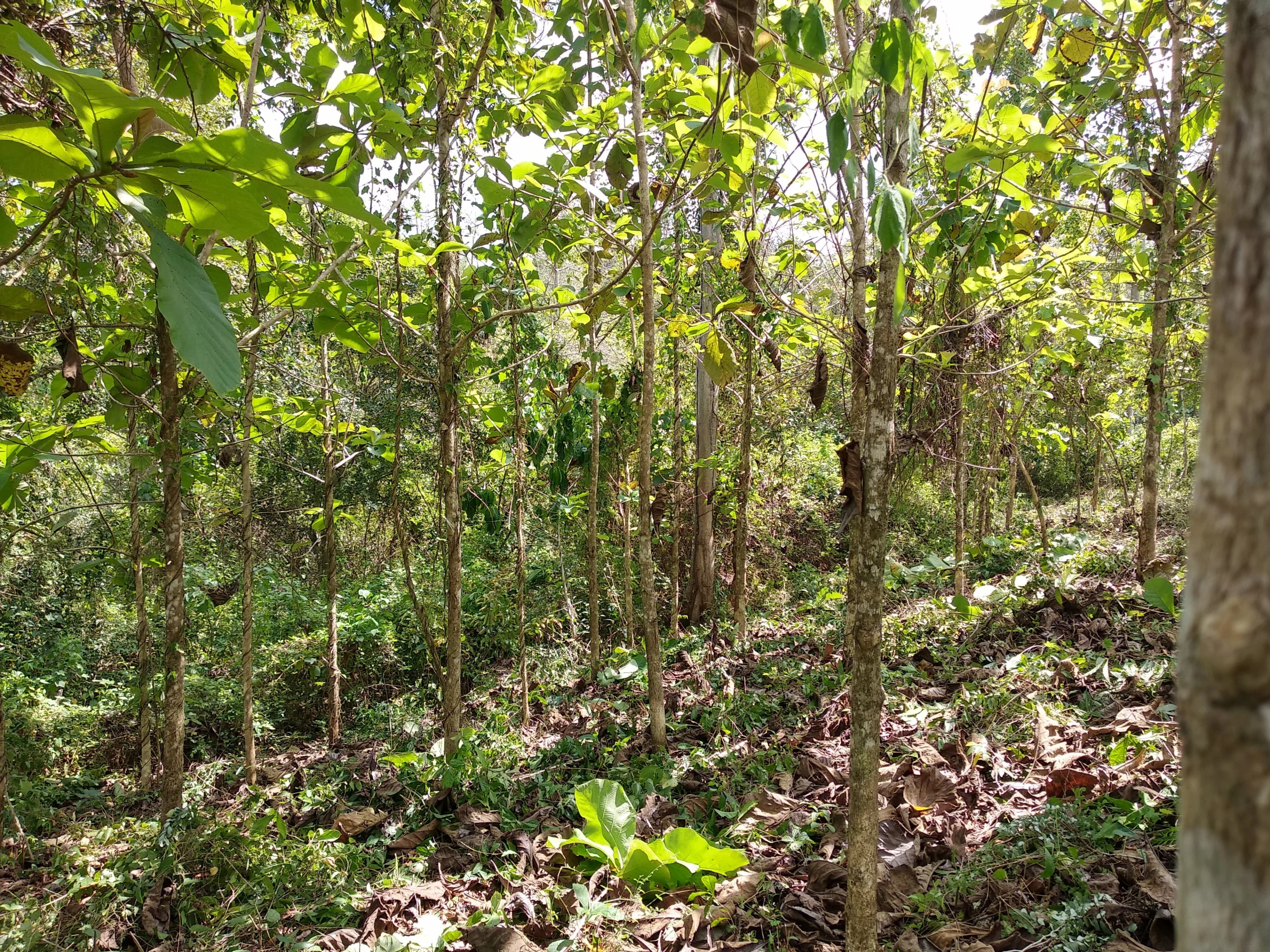 Community development program in Southeast Sulawesi